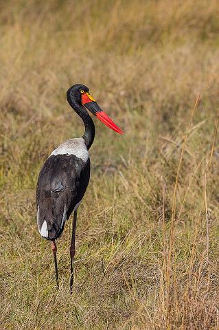 023 Botswana, Okavango Delta, zadelbekooievaar.jpg